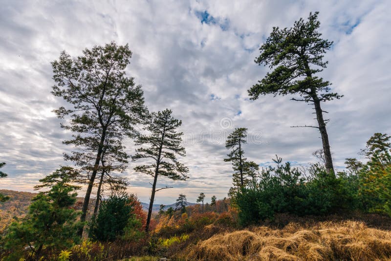 The Mountain Trees of Michaux State Forest in Pennsylvania in Fa Stock
