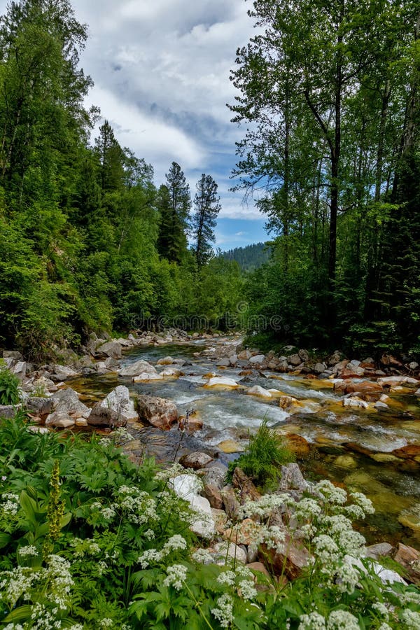 Mountain valley river water flowing with forest and wild white flowers around and blue sky