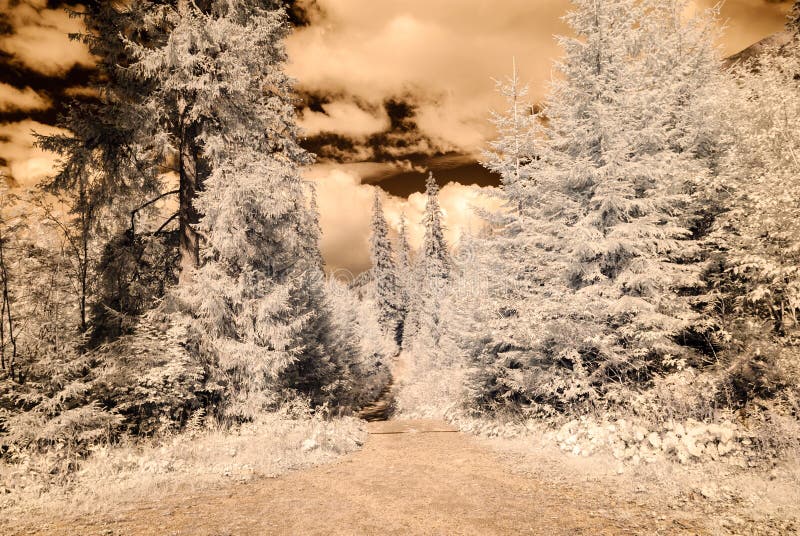 Mountain view from forest. infrared image