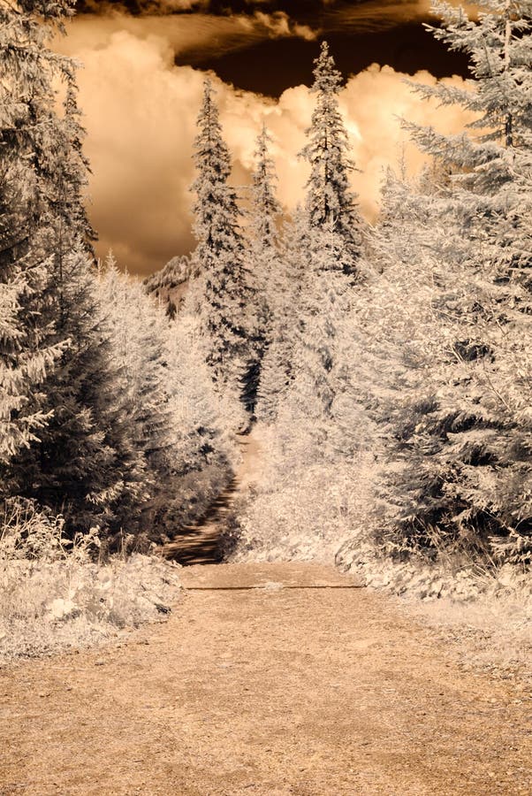 Mountain view from forest. infrared image