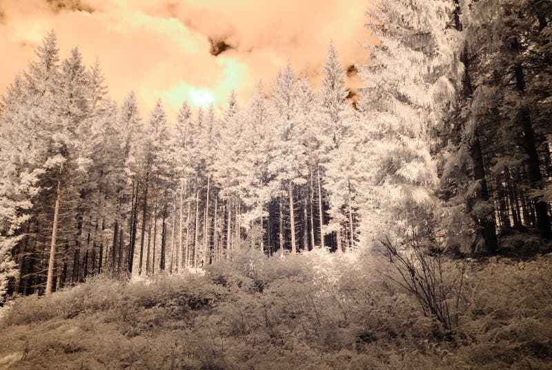 Mountain view from forest. infrared image