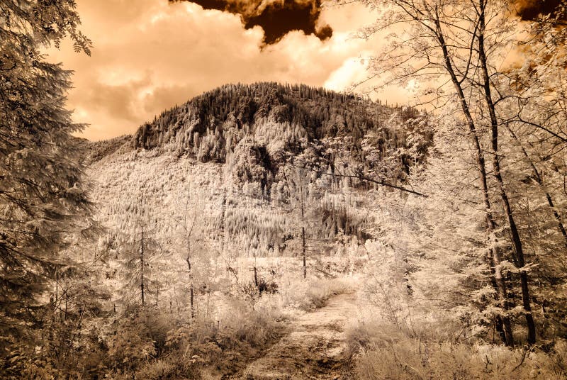 Mountain view from forest. infrared image