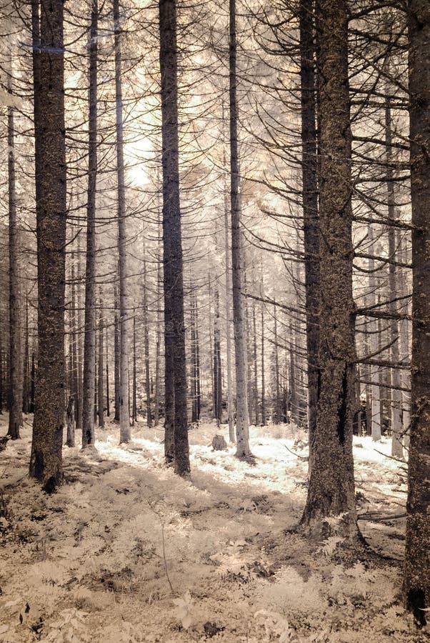 Mountain view from forest. infrared image