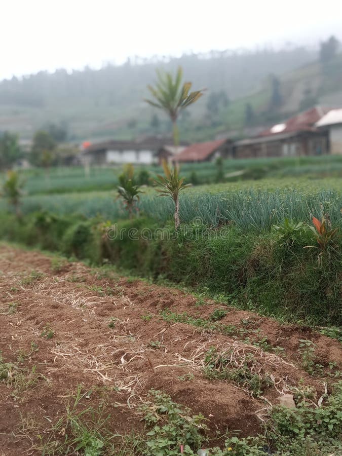 Mountain view with various vegetables royalty free stock images