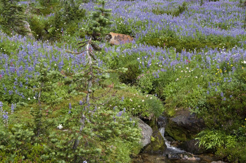 Mountain wild flowers