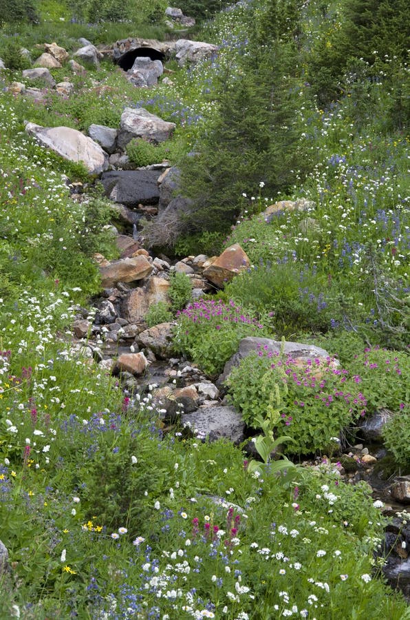 Mountain wild flowers