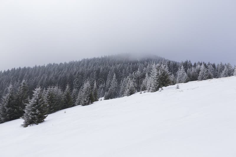 Mountain winter forest and a trail path