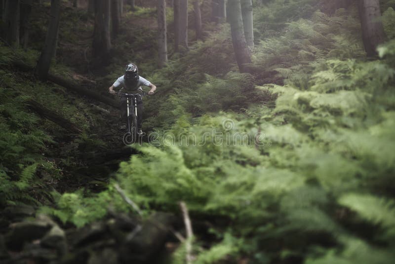 Mountainbiker Forest Bike Downhill foto de archivo libre de regalías Mountainbiker Forest Bike Downhill foto de archivo libre de regalías