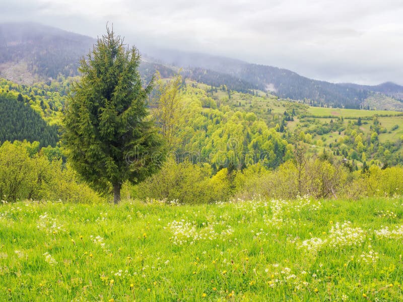 Mountainous Countryside Scenery in Summer Stock Image - Image of europe ...