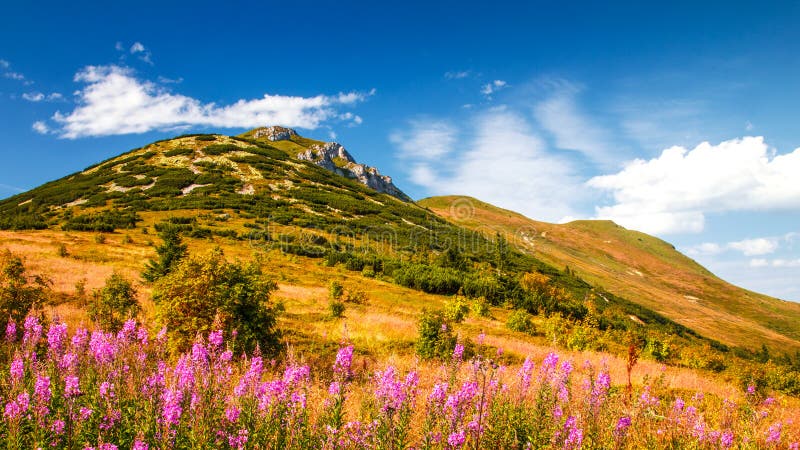 Mountainous landscape with fireweed flowers in the foreground.