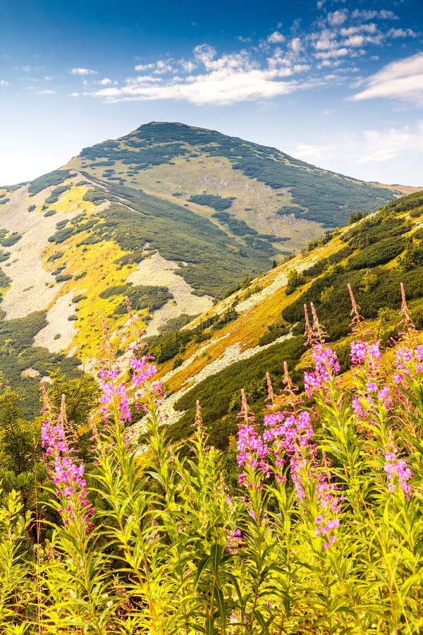 Mountainous landscape with fireweed flowers