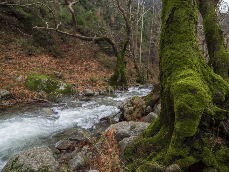 Mountainous rapid river with clear water and a tree overgrown with moss in the forest in the mountains Dirfys on the island of