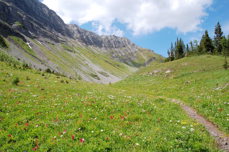 Mountains and alpine meadow