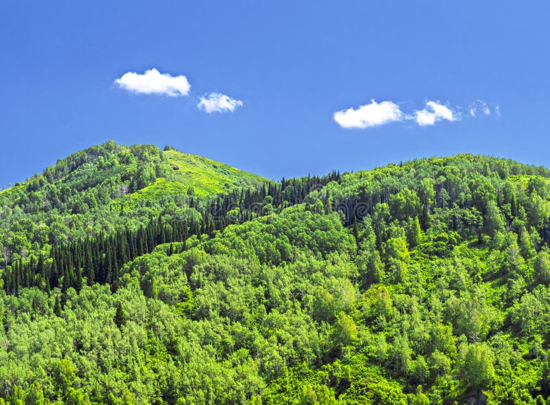 Mountains Covered With Thick Green Forest, Blue Sky and White Clouds. Sunny Summer Day. Altai Mountains, Kazakhstan. royalty free stock photos Mountains Covered With Thick Green Forest, Blue Sky and White Clouds. Sunny Summer Day. Altai Mountains, Kazakhstan. royalty free stock photos