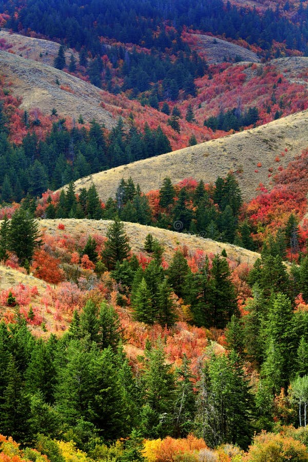 Mountains With Fall Autumn Colors Maple Pine Gold Orange And Green