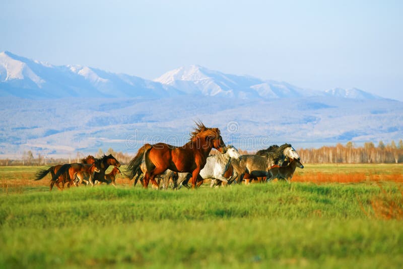 Mountains landscape with herd of horses