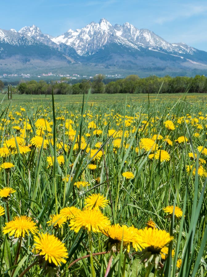 Mountains and meadow