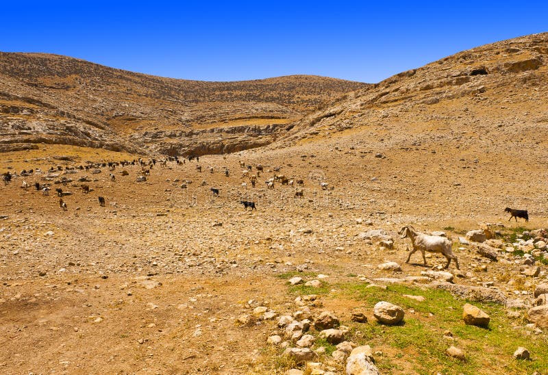 Mountains of Samaria stock image. Image of herd, hill 23081969