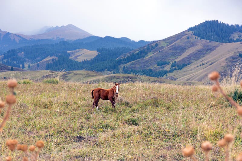 In the mountains of Trans-Ili Alatau.