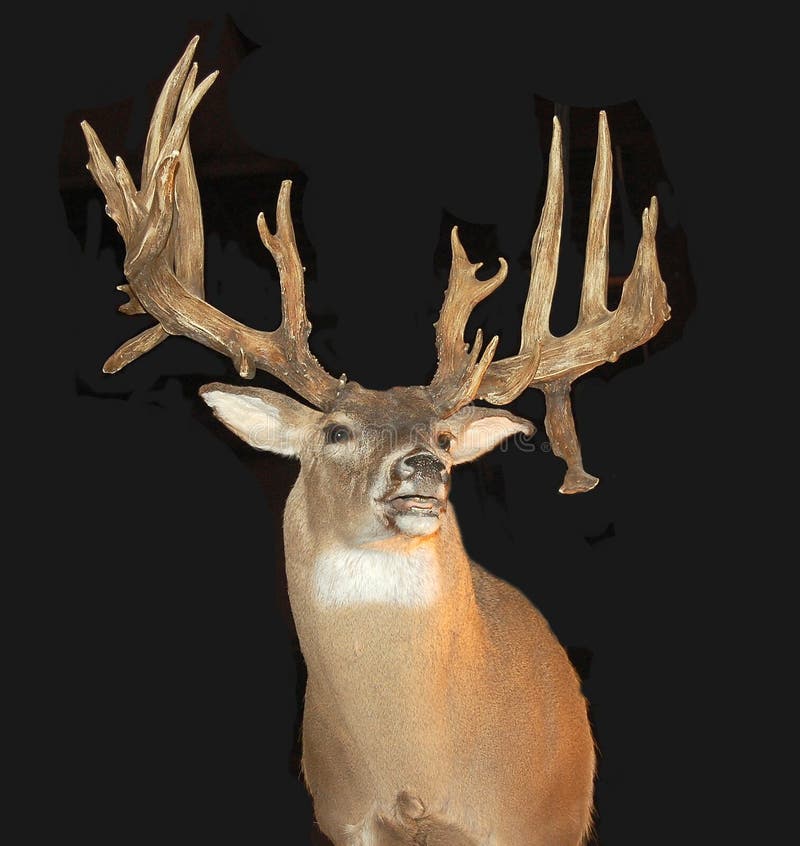 Mounted Buck with Antlers stock photos Mounted Buck with Antlers stock photos