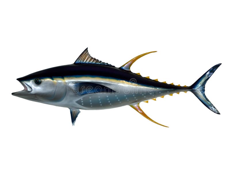 Yellowfin tuna, isolated stock illustration. Illustration of wild ...