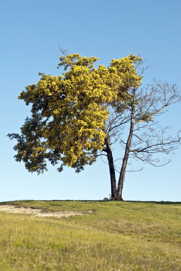 Mourir d'arbre d'acacia images libres de droits Mourir d'arbre d'acacia images libres de droits