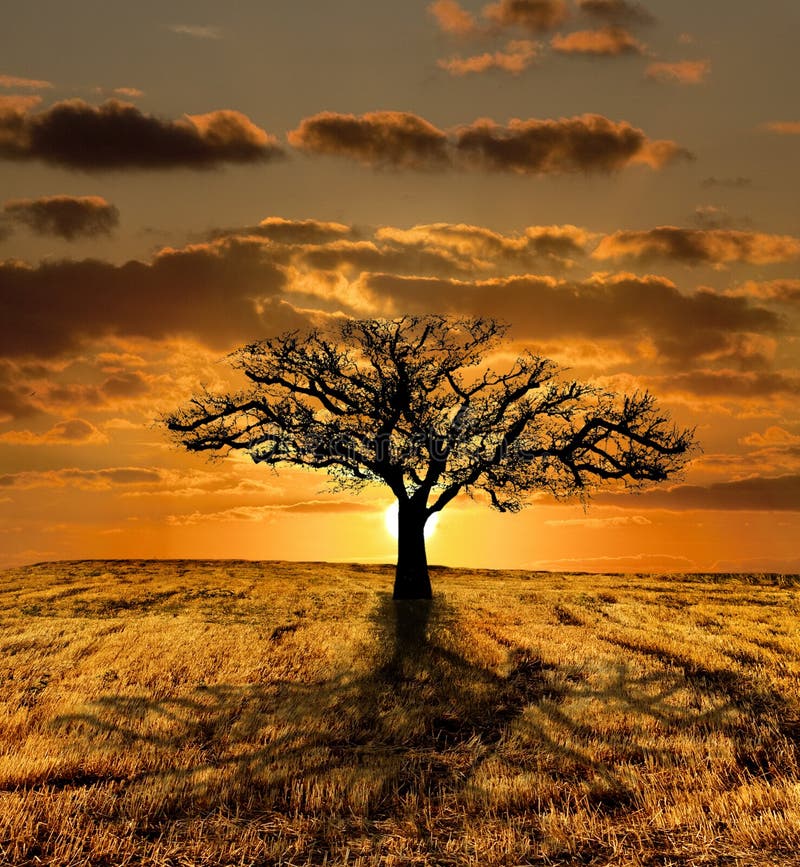 Mourir simple d'arbre photo stock Mourir simple d'arbre photo stock