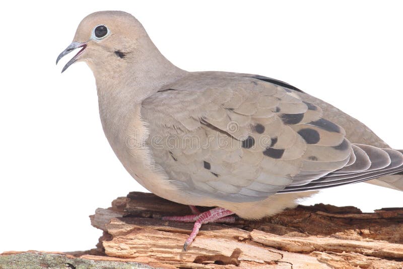 Mourning Dove Zenaida macroura