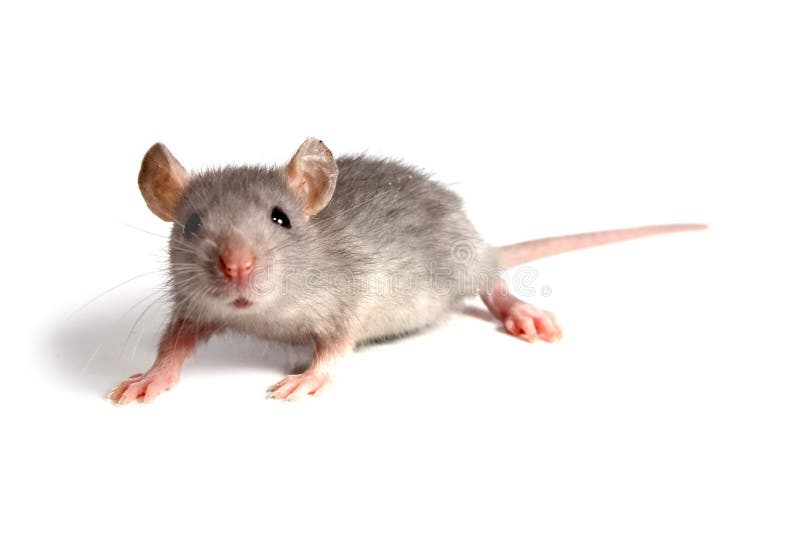 Mouse stock photo. Image of white, pets, small, animal - 13952554 Mouse stock photo. Image of white, pets, small, animal - 13952554