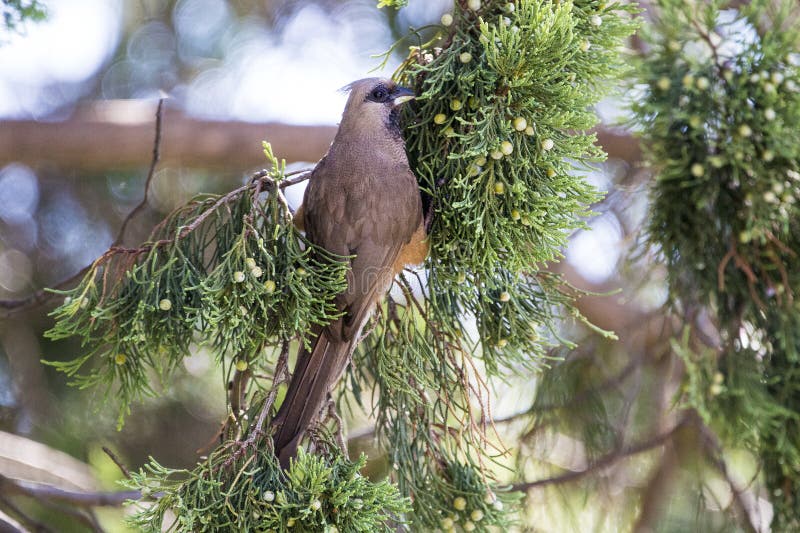 Mousebird eating in tree