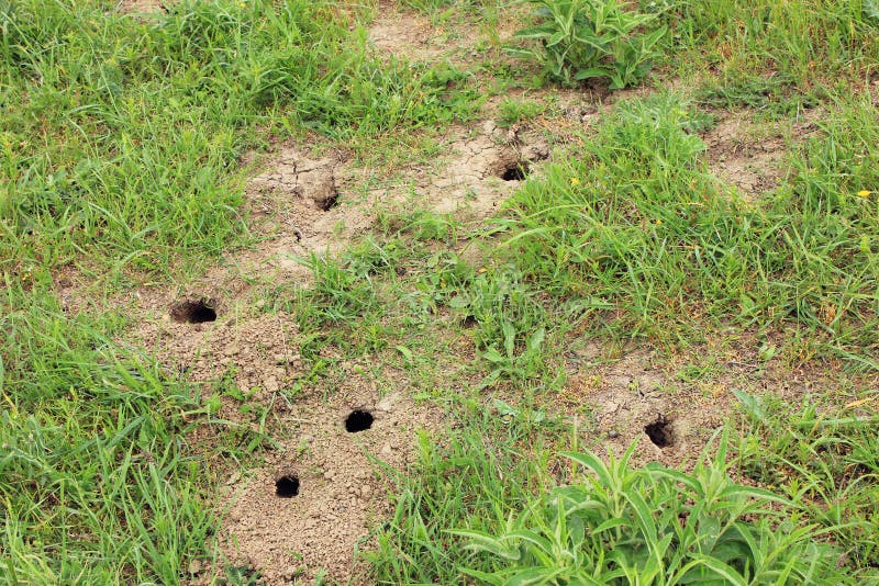 Field Mouse Burrows Stock Photos Free & RoyaltyFree Stock Photos