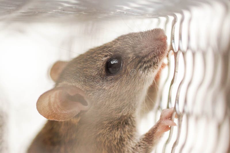 Big Brown Rat Cage Trap Mouse Stock Photo 730345336