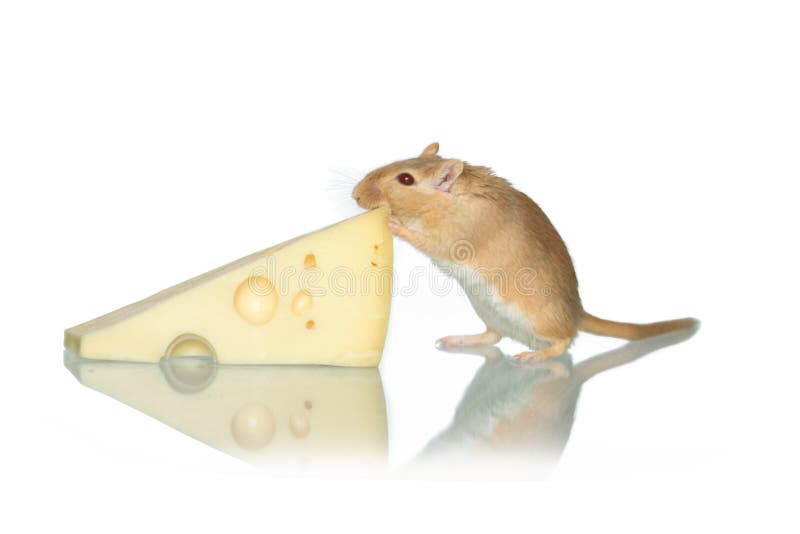 Mouse And Cheese