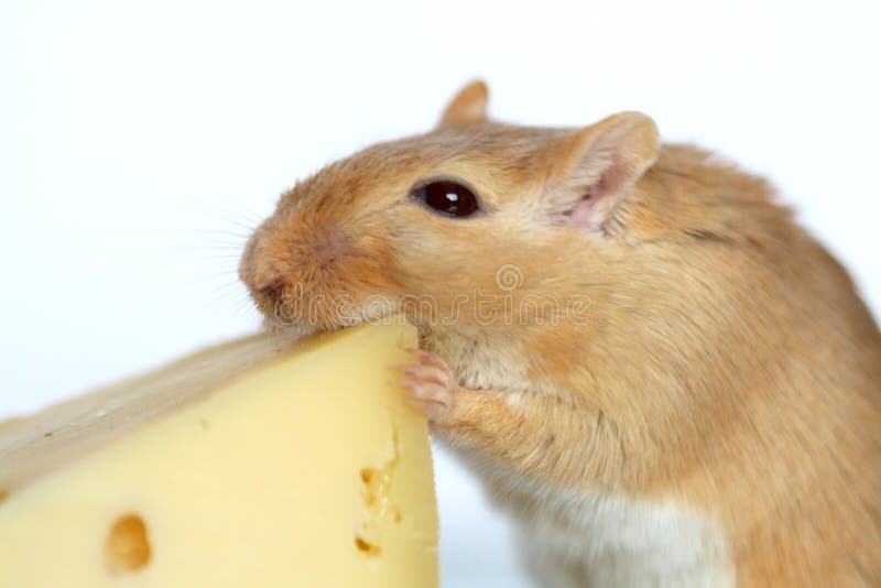 Mouse And Cheese