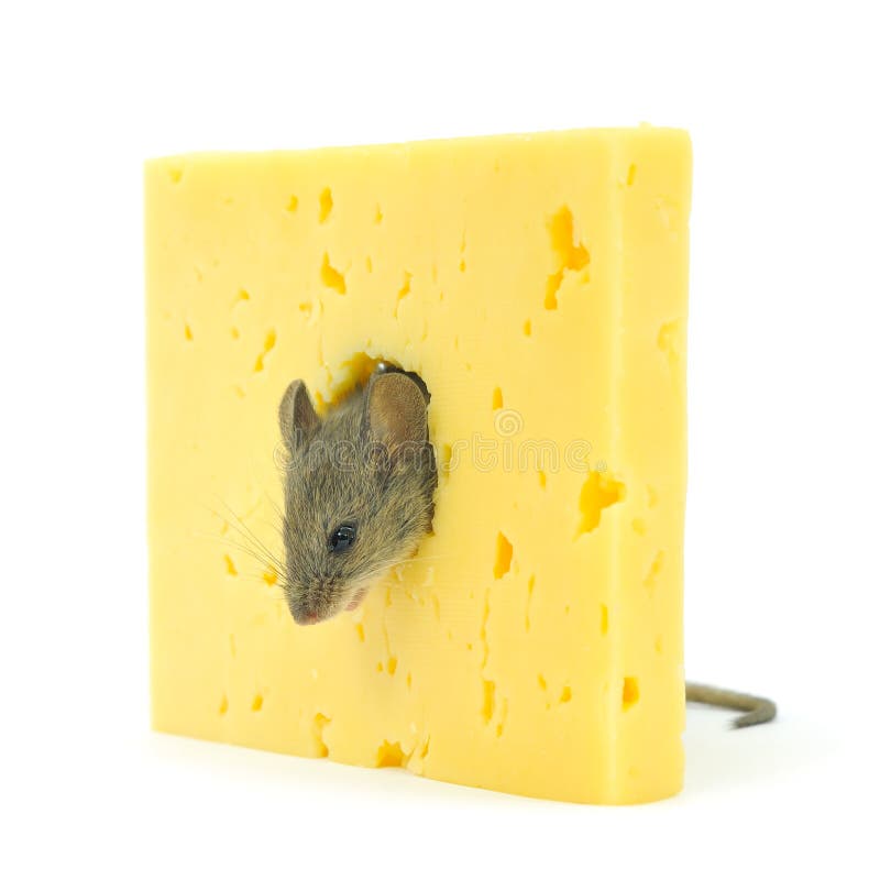 Mouse and cheese stock photo. Image of yellow, rodent 22091796