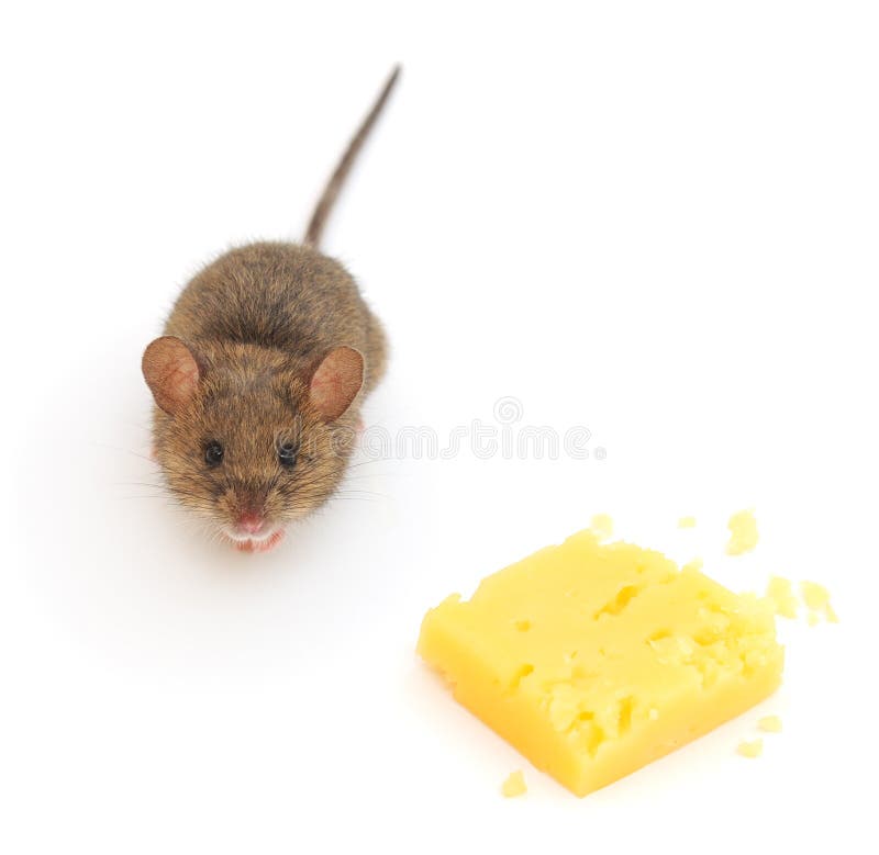 Mouse and cheese stock photo. Image of yellow, rodent 22091796