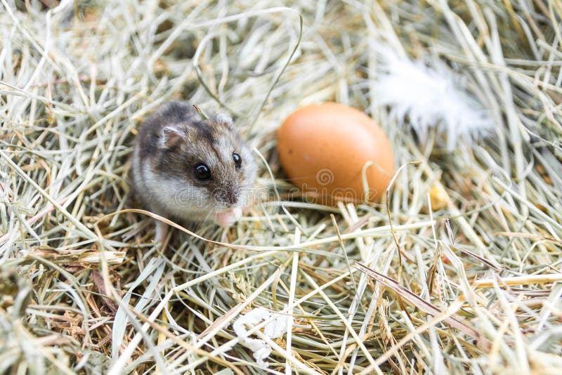 Mouse with chicken eggs on hay. Village composition. royalty free stock photos Mouse with chicken eggs on hay. Village composition. royalty free stock photos