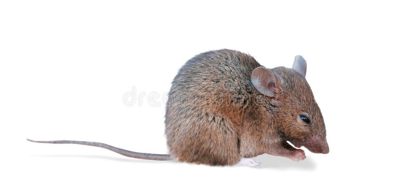 Mouse di campo (percorso di residuo della potatura meccanica) fotografie stock Mouse di campo (percorso di residuo della potatura meccanica) fotografie stock