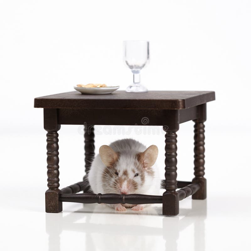 Topo sul tavolo.