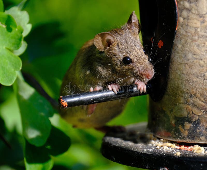 Mouse feeding from bird feeder in urban garden.