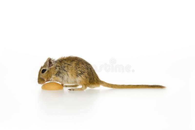 Mouse with food.