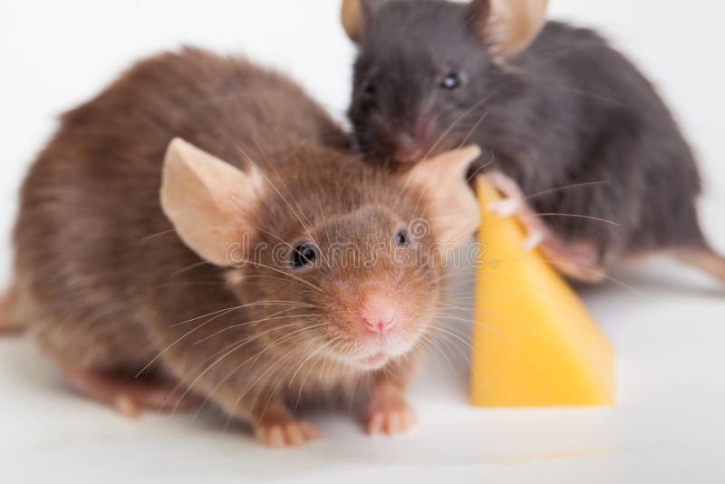 Mouse happiness stock photo. Image of mouse, happiness 42920874