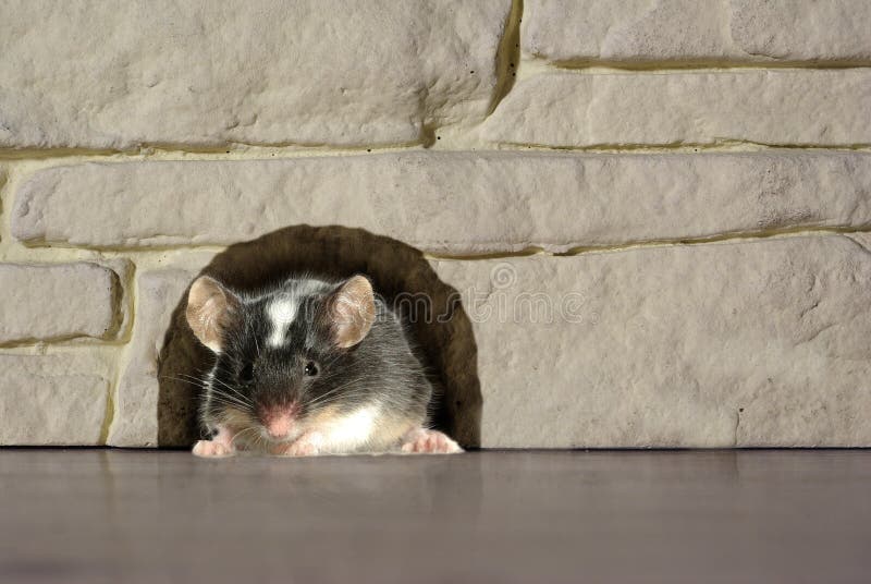 Mouse in hole