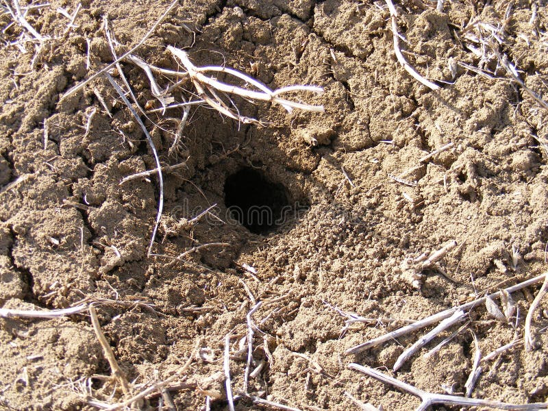 Mice stock photo. Image of family, rodents, fear, watching 56038474