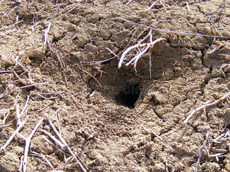 Mouse Textures Stock Photos Free & RoyaltyFree Stock Photos from