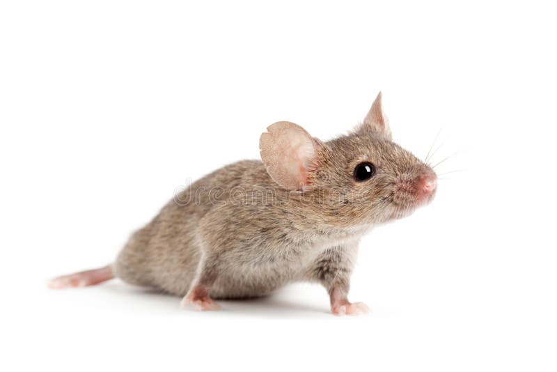 Mouse isolated on white