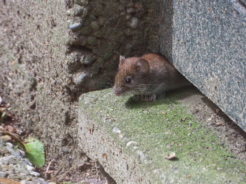 Mouse stock photo. Image of rodents, mouse, natuur, camera 51246524