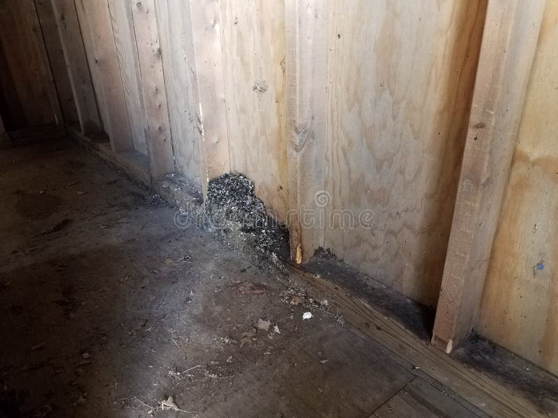 mouse or rat poop and nest in wood shed stock photo
