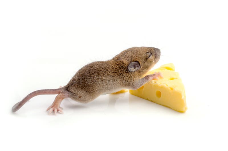 Mouse on Swiss Cheese stock image. Image of studio, hungry 44572235