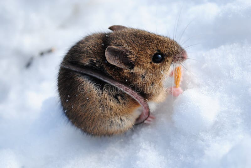 2,942 Mouse Snow Stock Photos - Free & Royalty-Free Stock Photos from Dreamstime 2,942 Mouse Snow Stock Photos - Free & Royalty-Free Stock Photos from Dreamstime